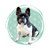 French Bulldog french bully BULLDOGS