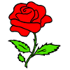 red Rose