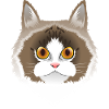 Ragdoll Portrait