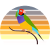 Oiseau exotique diamant de Gould