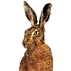 lièvre