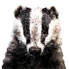 blaireau