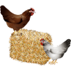 two chickens on a bale of straw