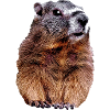 Marmot