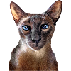 Oriental cat