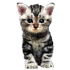 Katze