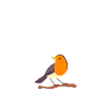Ornithology