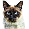 Siamese cat