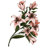 Lilies - Lily