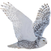White Owl