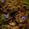 Frühlingsblumen