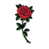 No Regrets Roses Japan