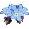Myosotis