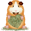 witziges Meerschweinchen mit großem Heu Herzen
