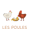 Tshirt poule humour