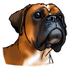 Boxer dog head