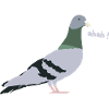 Pigeon laughing ahaha!