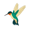 Ruby-throated Hummingbird Humminbird Hummingbird