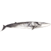 Fin whale Balaenoptera physalus