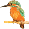 Eisvogel Polygon - Design