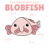 Blobfish Explication Anatomie d’un Blobfish