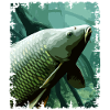 Underwater Carp Fishing Design
