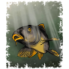 Carp Fishing Underwater Fish Design