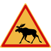 Attention moose