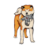 Akita Inu