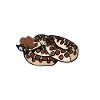 Hognose Snake Reptile Pet & Herpétologiste