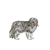 Bearded Collie