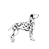 Dalmatiner