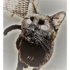 Chat noir