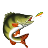 Perch