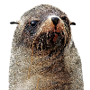 Otarie