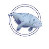 Cute Florida Manatee