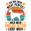 English Setter Englischer Setter