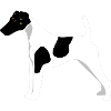 Fox Terrier Poil Lisse