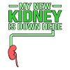 The kidney is down here
