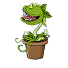 Carnivorous plant Venus flytrap