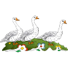 Geese