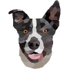 Modern Collie