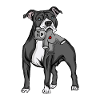 American Staffordshire Terrier