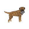 Border Terrier