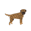 Border Terrier