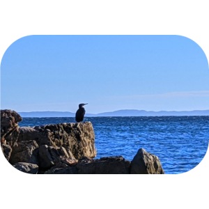 La vigie du cormoran