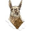 Lama