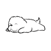 Cute Sleeping Bichon Frise Dog