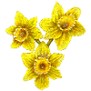 Jonquilles de Pâques, pays de Galles Fans de rugby à XV