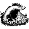 Badger